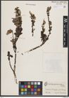 Foto von Salix buergeriana Miq.